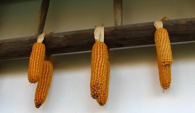 Corn drying..at restaurant Czech Republic