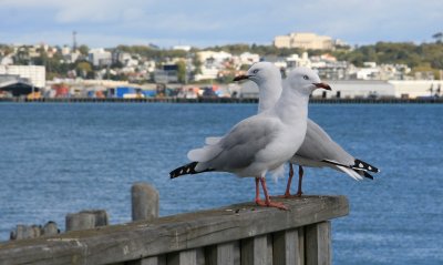 Stanley Point North Shore, AUCKLAND