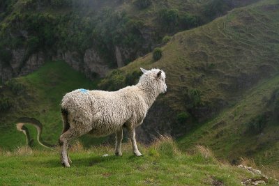 New Zealand Sheep on Te Mata Peak.with low cloud about to fall.
