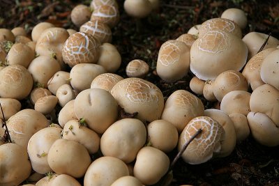Fungus- Te Mata Area