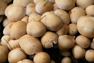 Fungus - Te Mata Area