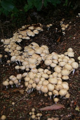 Fungus - Te Mata Area