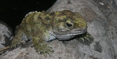 Tuatara 2.