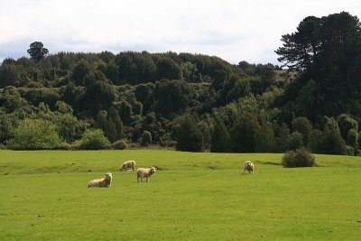 Kiwi countryside.