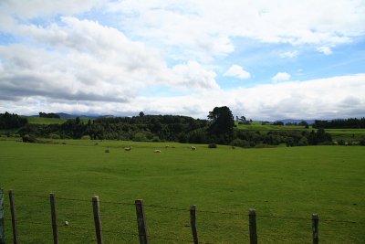 Kiwi countryside 3