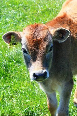 Friendly Farmyard Calf