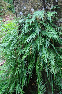 Tree Fern.