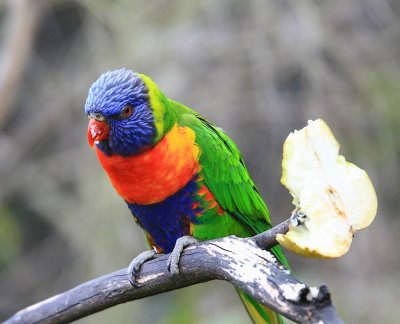 Parrot at the Auckland Zoo