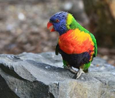 Parrot at the Auckland Zoo. 2.