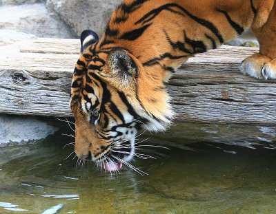 Tiger at Auckland Zoo.