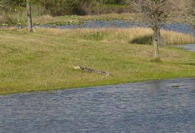 Gator