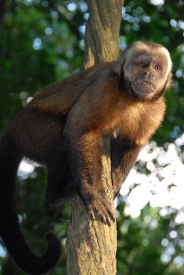 Tambupata Jungle , Peru , 2008