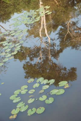 Tambupata Jungle , Peru , 2008