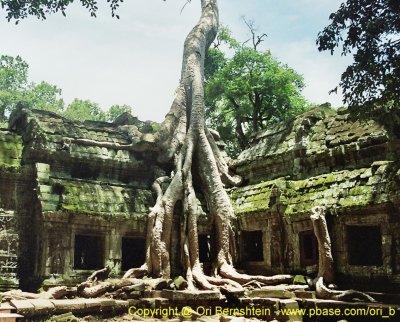 Ta Prohm temple , Cambodia , 2007