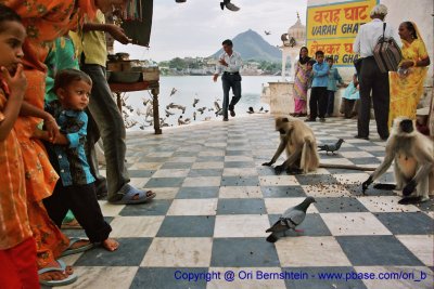 Pushkar , India ,  2005