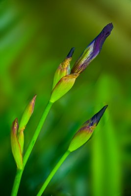 IRIS BUDS-3138.jpg