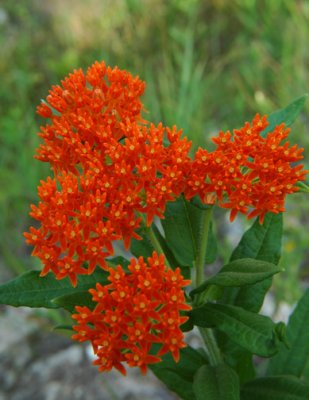 Butterfly Weed-4477.jpg Asciepias