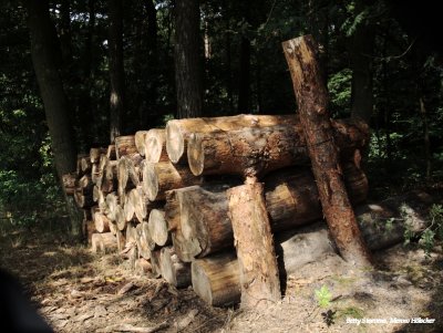 In het bos