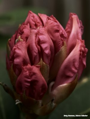 Rhodondendron