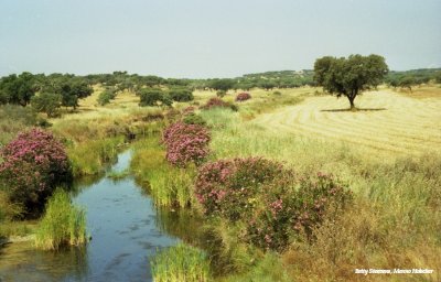 Oleander bordered stream