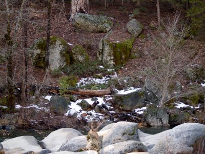 The river bank