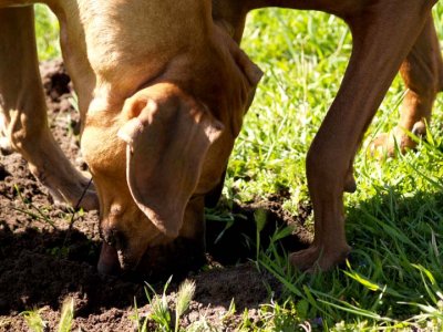 Double noses...  this hole smelled good!!