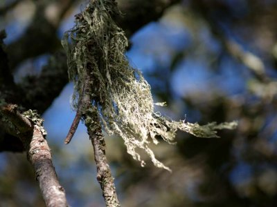 Spanish moss
