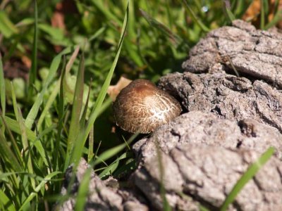 Mushroom...  and yes, it is...