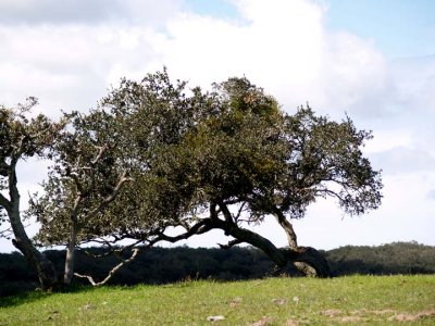 Oak on the hill top