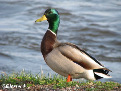 Canard colvert / Mallard (male)