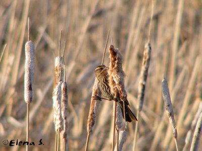 Troglodyte des marais / Marsh Wren