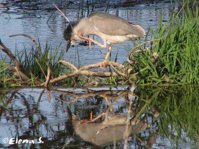 Bihoreau gris / Black-crowned night-heron