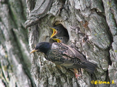 Étourneaux sansonnet / European Starling