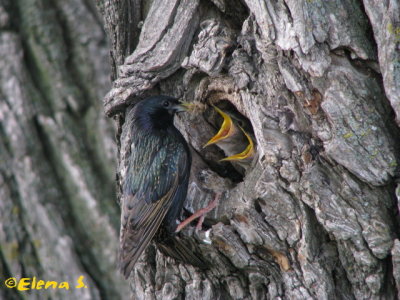 tourneaux sansonnet / European Starling