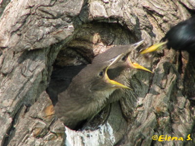 tourneaux sansonnet / European Starling