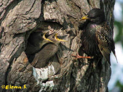 Étourneaux sansonnet / European Starling