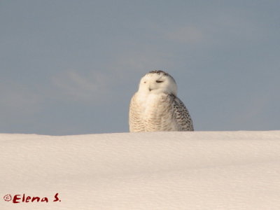 Harfang des neiges / Snowy Owl