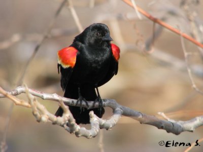 Carouge  paulettes / Red-Winged Blackbird