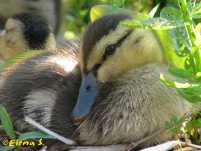 Canard colvert / Mallard