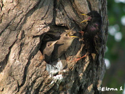 Étourneaux sansonnet / European Starling