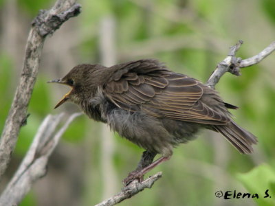 Étourneaux sansonnet / European Starling