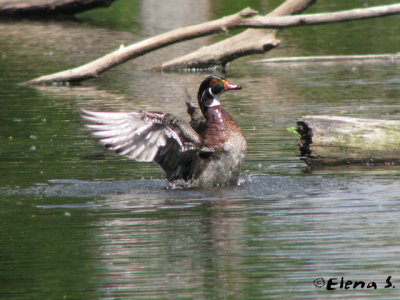 Canard branchu / Wood duck