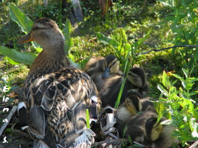 Canard colvert / Mallard