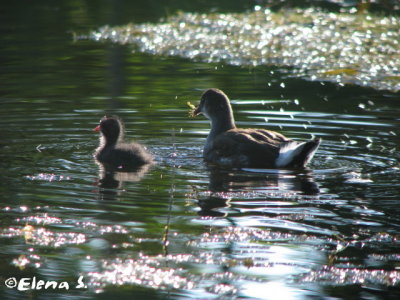 Gallinule poule-d'eau / Common Moorhen