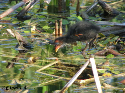 Gallinule poule-d'eau / Common Moorhen