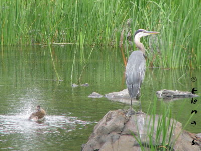 Grand héron / Great Blue Heron