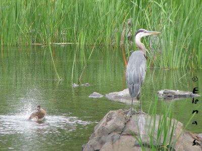 Grand hron / Great Blue Heron