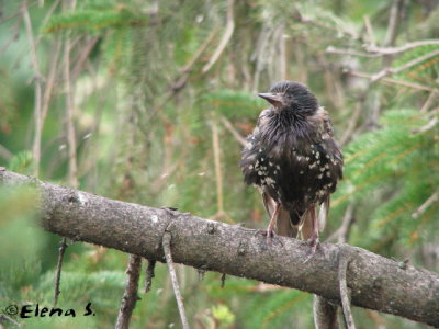Étourneaux sansonnet / European Starling