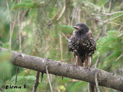 tourneaux sansonnet / European Starling