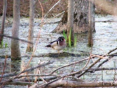 Canard branchu / Wood duck (pair)_1599.jpg